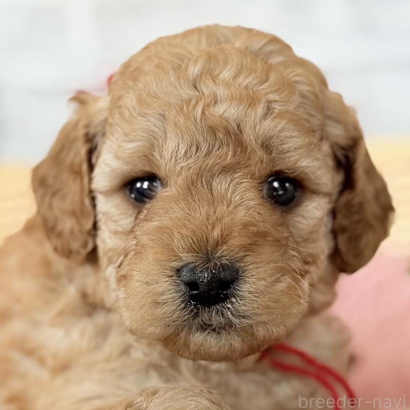 販売中の埼玉県のゴールデンドゥードル:ゴールデンレトリーバー×プードル-427162の8枚目