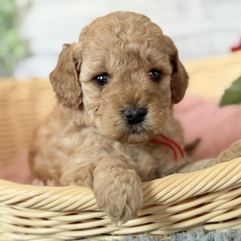 販売中の埼玉県のゴールデンドゥードル:ゴールデンレトリーバー×プードル-427162の7枚目