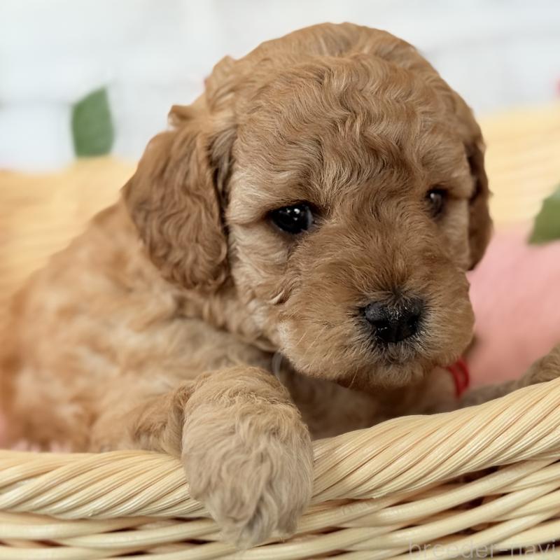 販売中の埼玉県のゴールデンドゥードル:ゴールデンレトリーバー×プードル-427162の6枚目