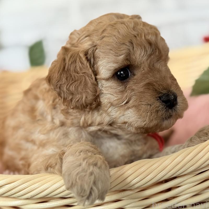 販売中の埼玉県のゴールデンドゥードル:ゴールデンレトリーバー×プードル-427162の5枚目