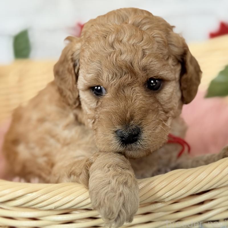 販売中の埼玉県のゴールデンドゥードル:ゴールデンレトリーバー×プードル-427162の4枚目