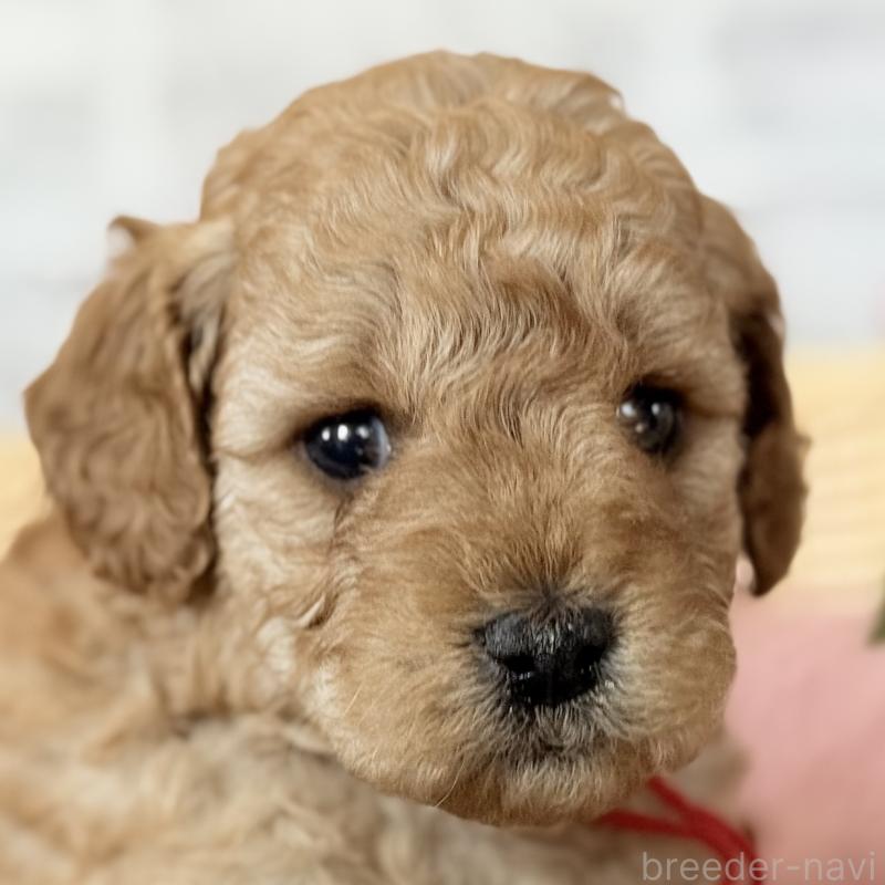 販売中の埼玉県のゴールデンドゥードル:ゴールデンレトリーバー×プードル-427162の3枚目