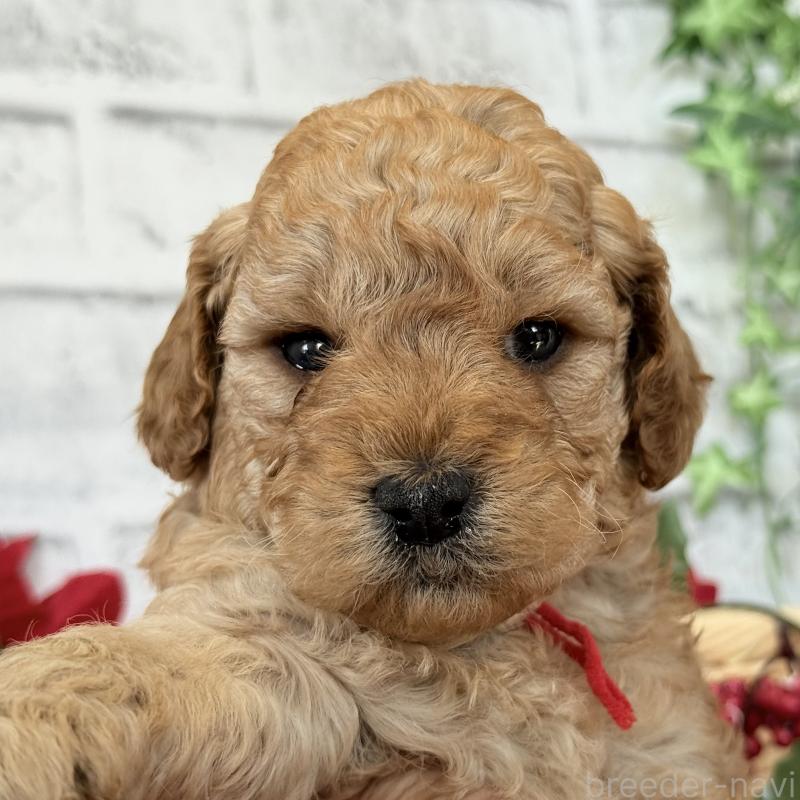 販売中の埼玉県のゴールデンドゥードル:ゴールデンレトリーバー×プードル-427162の2枚目