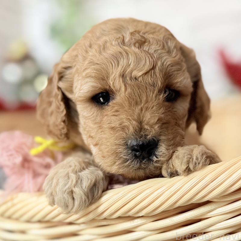 販売中の埼玉県のゴールデンドゥードル:ゴールデンレトリーバー×プードル-427163