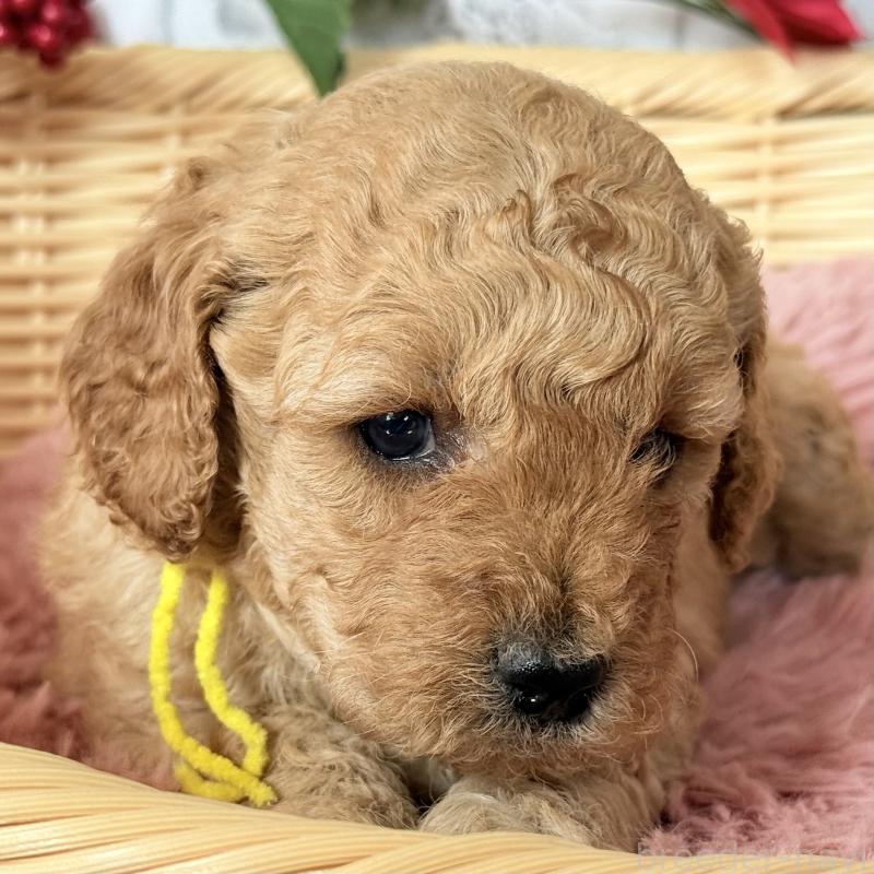 販売中の埼玉県のゴールデンドゥードル:ゴールデンレトリーバー×プードル-427163の9枚目