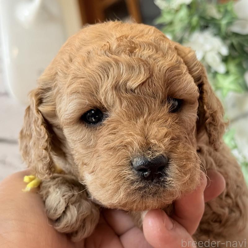 販売中の埼玉県のゴールデンドゥードル:ゴールデンレトリーバー×プードル-427163の8枚目