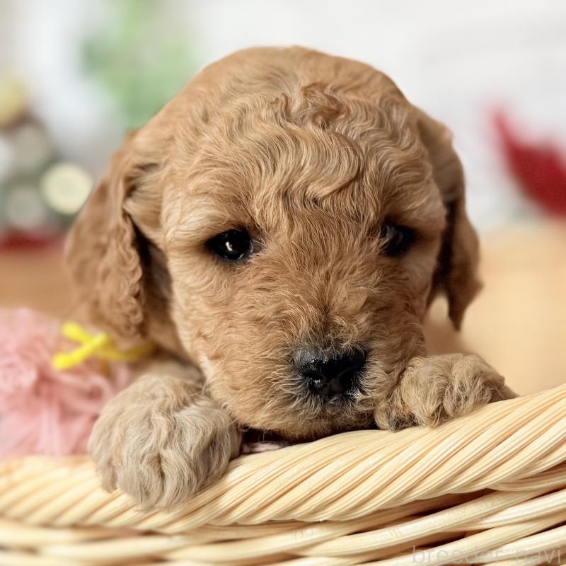 販売中の埼玉県のゴールデンドゥードル:ゴールデンレトリーバー×プードル-427163の7枚目