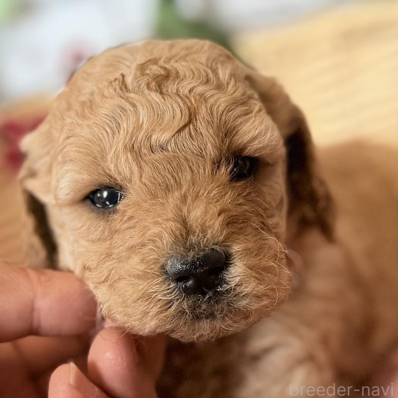 販売中の埼玉県のゴールデンドゥードル:ゴールデンレトリーバー×プードル-427163の6枚目