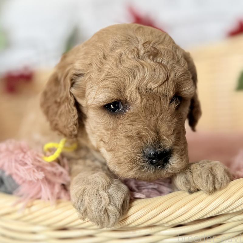 販売中の埼玉県のゴールデンドゥードル:ゴールデンレトリーバー×プードル-427163の5枚目