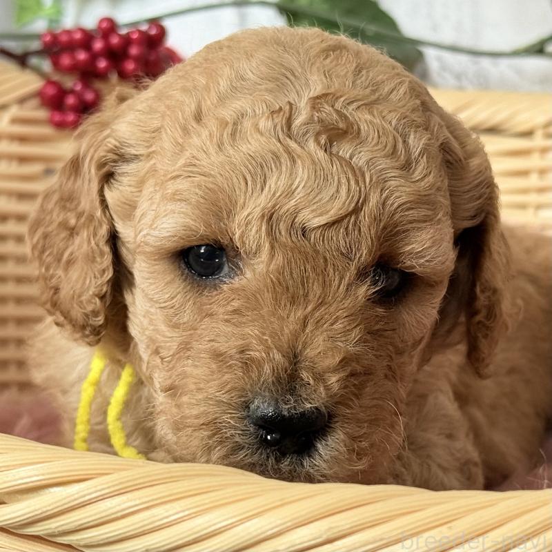 販売中の埼玉県のゴールデンドゥードル:ゴールデンレトリーバー×プードル-427163の4枚目