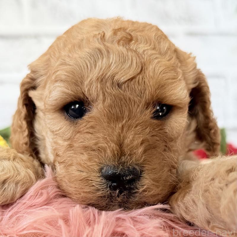販売中の埼玉県のゴールデンドゥードル:ゴールデンレトリーバー×プードル-427163の3枚目