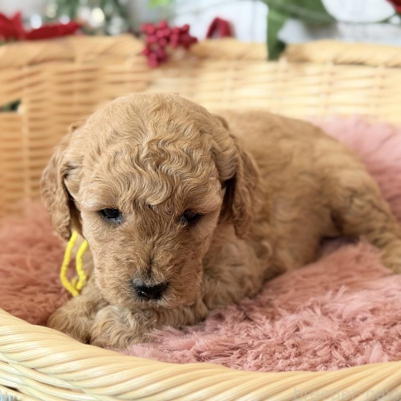 販売中の埼玉県のゴールデンドゥードル:ゴールデンレトリーバー×プードル-427163の2枚目