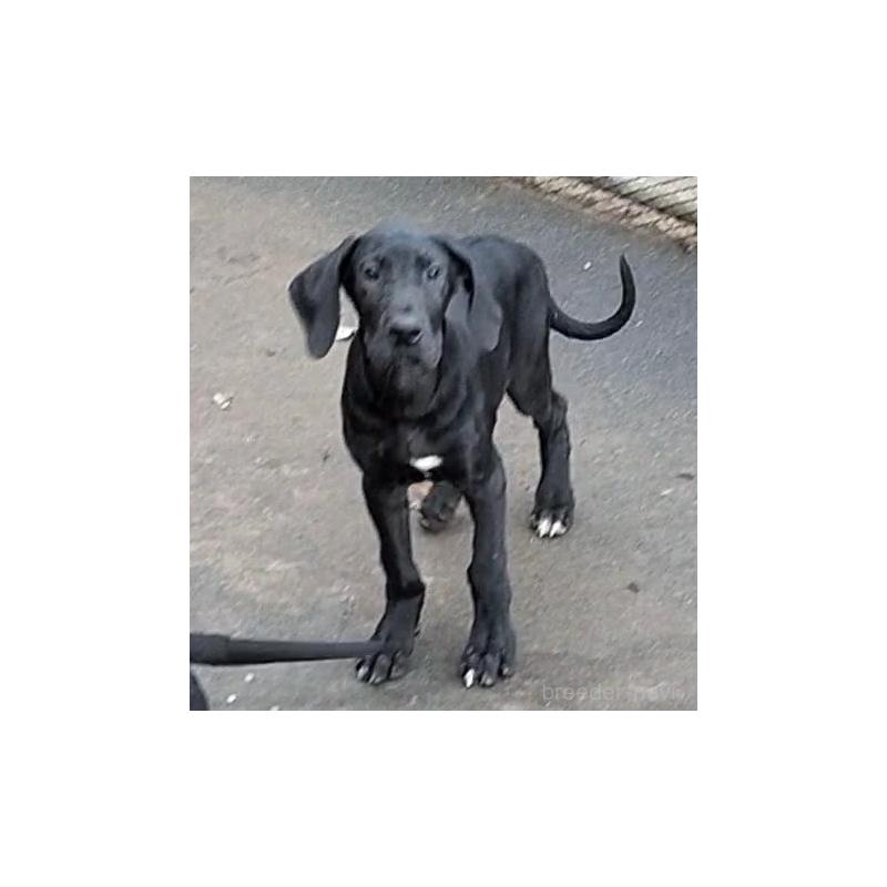 販売中の岐阜県のグレートデン-407958