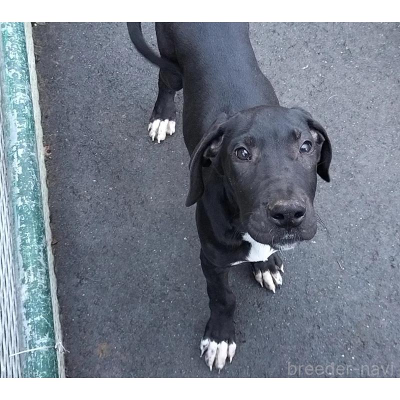 販売中の岐阜県のグレートデン-426967の1枚目