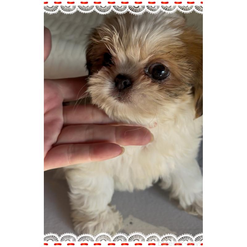 販売中の東京都のチワズー:チワワ×シーズー-425142