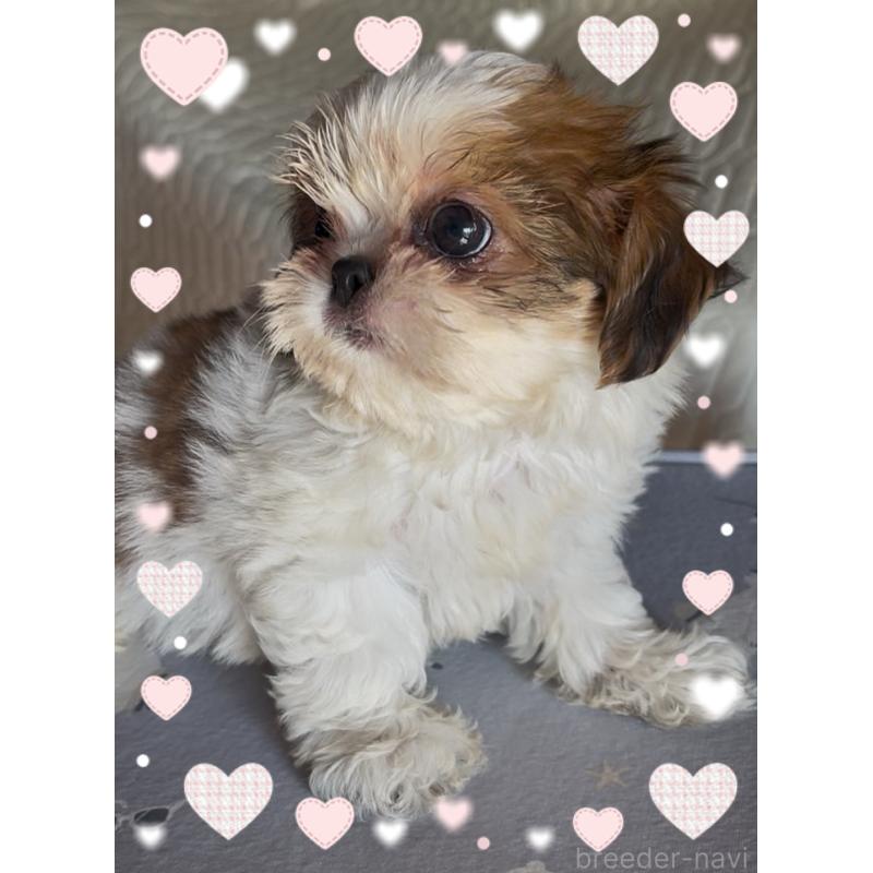 販売中の東京都のチワズー:チワワ×シーズー-425142の7枚目