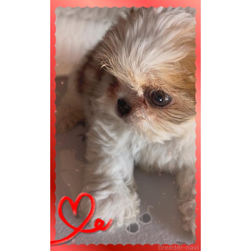 販売中の東京都のチワズー:チワワ×シーズー-425142の6枚目