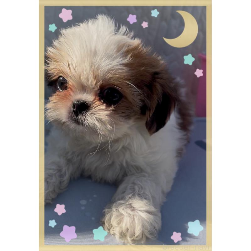 販売中の東京都のチワズー:チワワ×シーズー-425142の5枚目