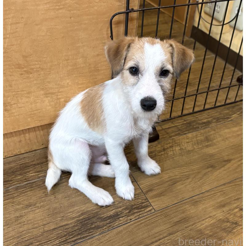 販売中の京都府のジャックラッセルテリア-426973の2枚目