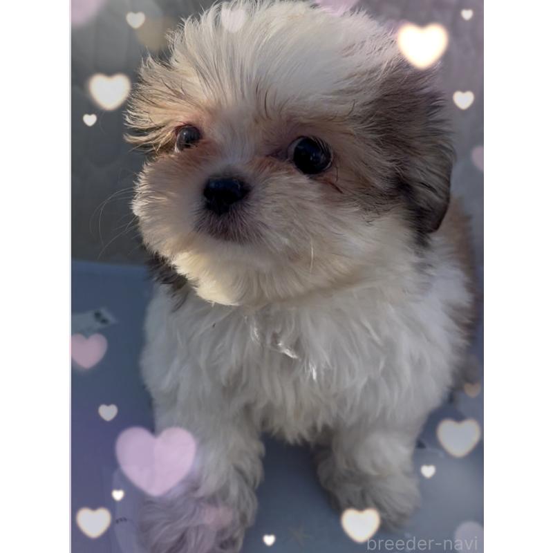 販売中の東京都のチワズー:チワワ×シーズー-423655