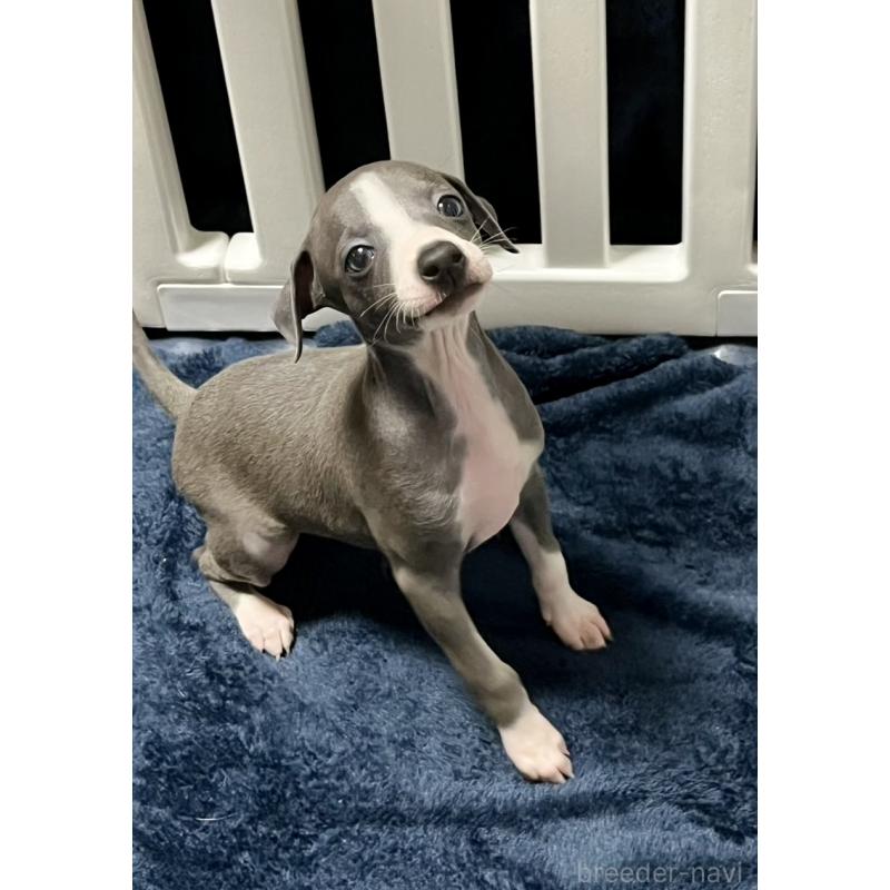 販売中の岩手県のイタリアングレーハウンド(イタグレ)-419539の4枚目