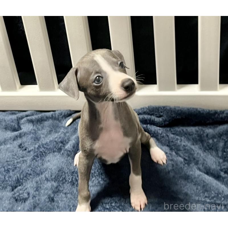 販売中の岩手県のイタリアングレーハウンド(イタグレ)-419539の3枚目