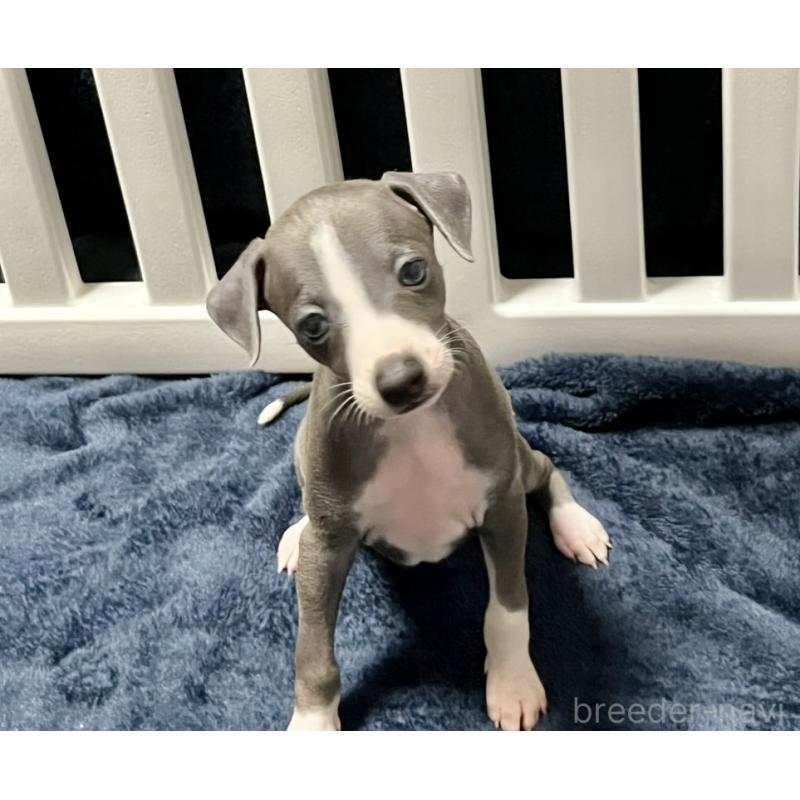 販売中の岩手県のイタリアングレーハウンド(イタグレ)-419539の2枚目