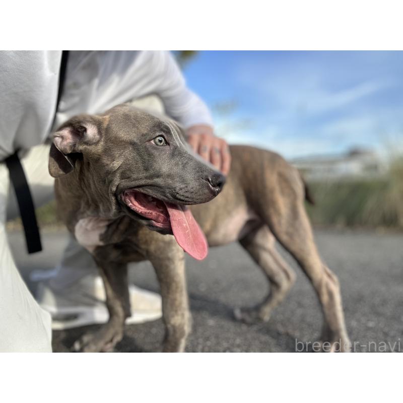 成約済の兵庫県のアメリカンピットブルテリア-401499の4枚目