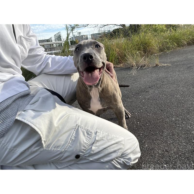 成約済の兵庫県のアメリカンピットブルテリア-401499の3枚目