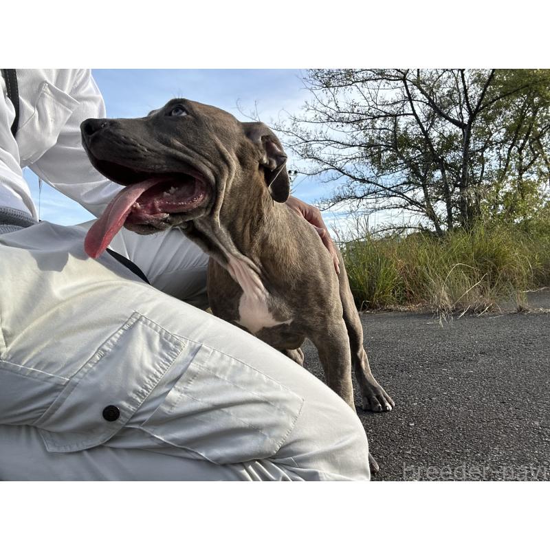 成約済の兵庫県のアメリカンピットブルテリア-401499の2枚目