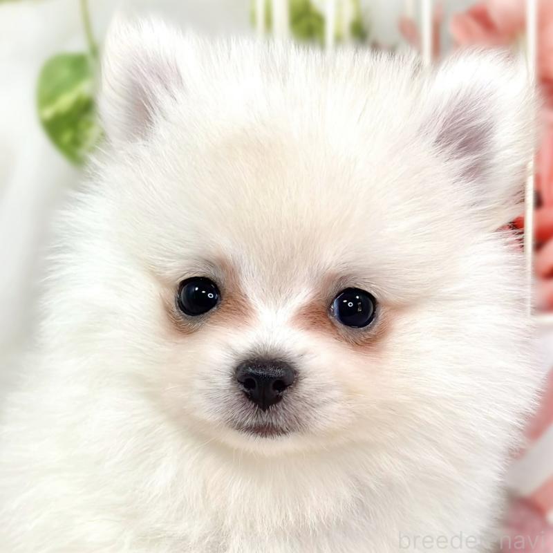 販売中の滋賀県のポメチワ:ポメラニアン×チワワ-424724