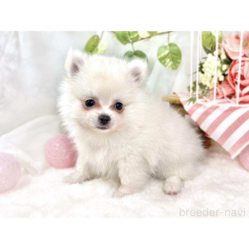 成約済の滋賀県のポメチワ:ポメラニアン×チワワ-424724の3枚目