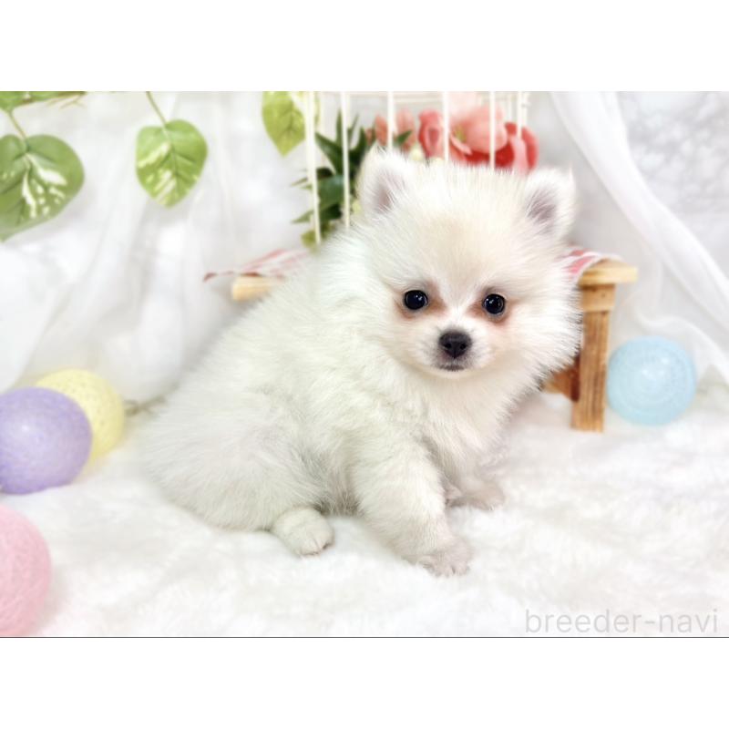 成約済の滋賀県のポメチワ:ポメラニアン×チワワ-424724の2枚目