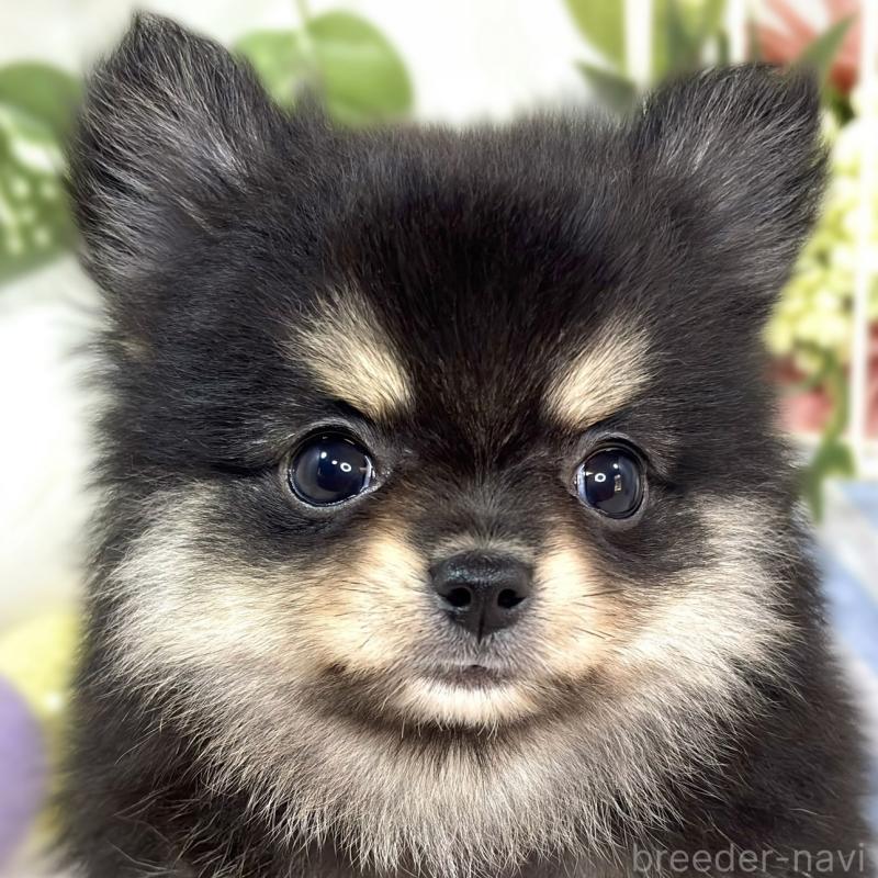 販売中の滋賀県のポメチワ:ポメラニアン×チワワ-424727