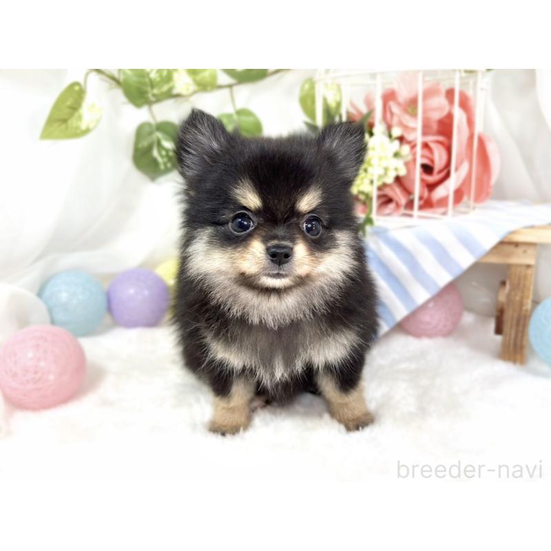 成約済の滋賀県のポメチワ:ポメラニアン×チワワ-424727の4枚目