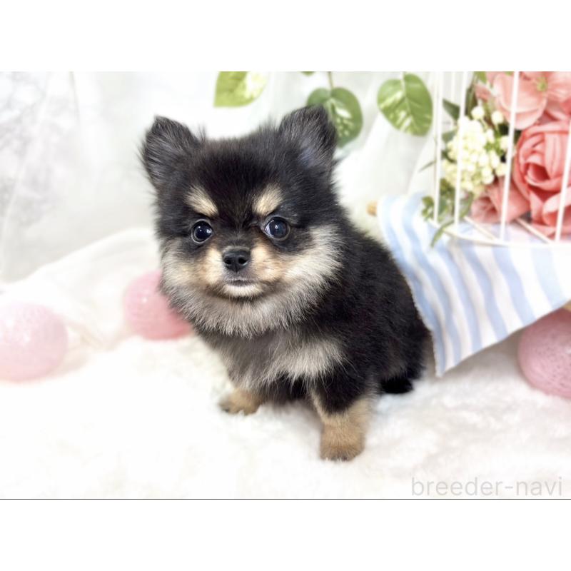 成約済の滋賀県のポメチワ:ポメラニアン×チワワ-424727の3枚目