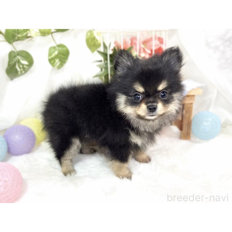 成約済の滋賀県のポメチワ:ポメラニアン×チワワ-424727の2枚目