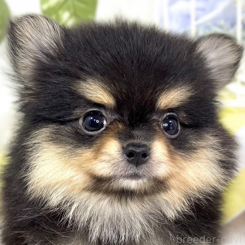 販売中の滋賀県のポメチワ:ポメラニアン×チワワ-424729