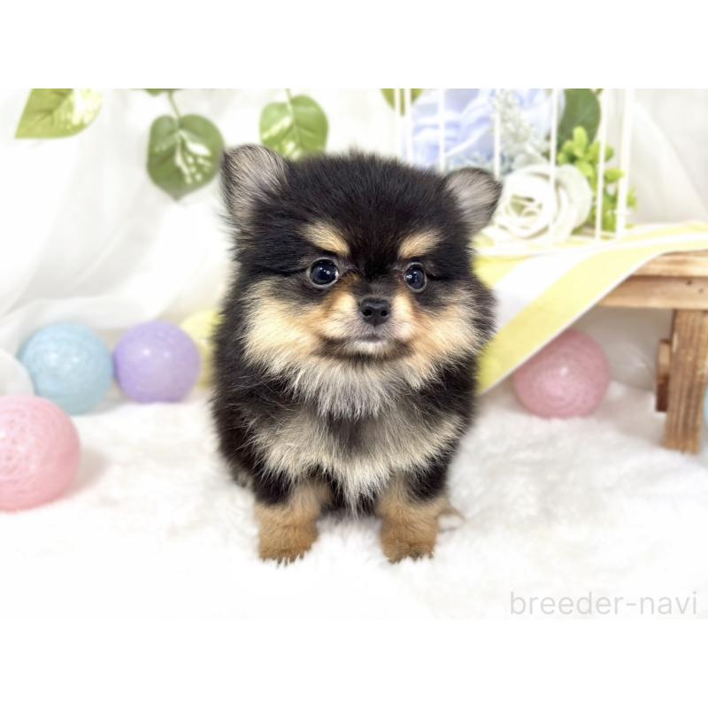 成約済の滋賀県のポメチワ:ポメラニアン×チワワ-424729の4枚目