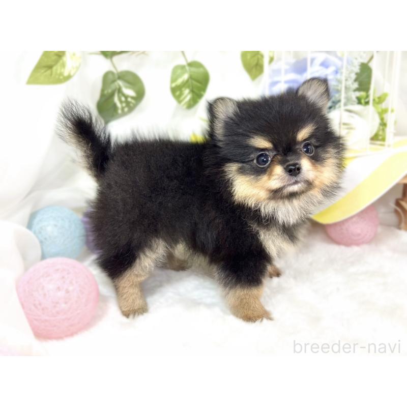 成約済の滋賀県のポメチワ:ポメラニアン×チワワ-424729の2枚目