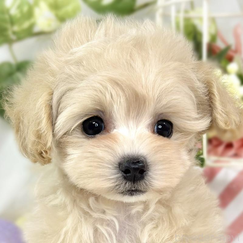 販売中の滋賀県のマルプー:マルチーズ×トイプードル-424730