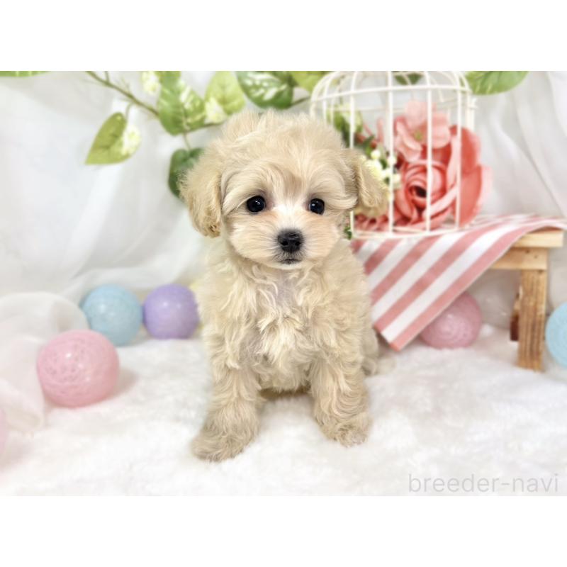 成約済の滋賀県のマルプー:マルチーズ×トイプードル-424730の4枚目