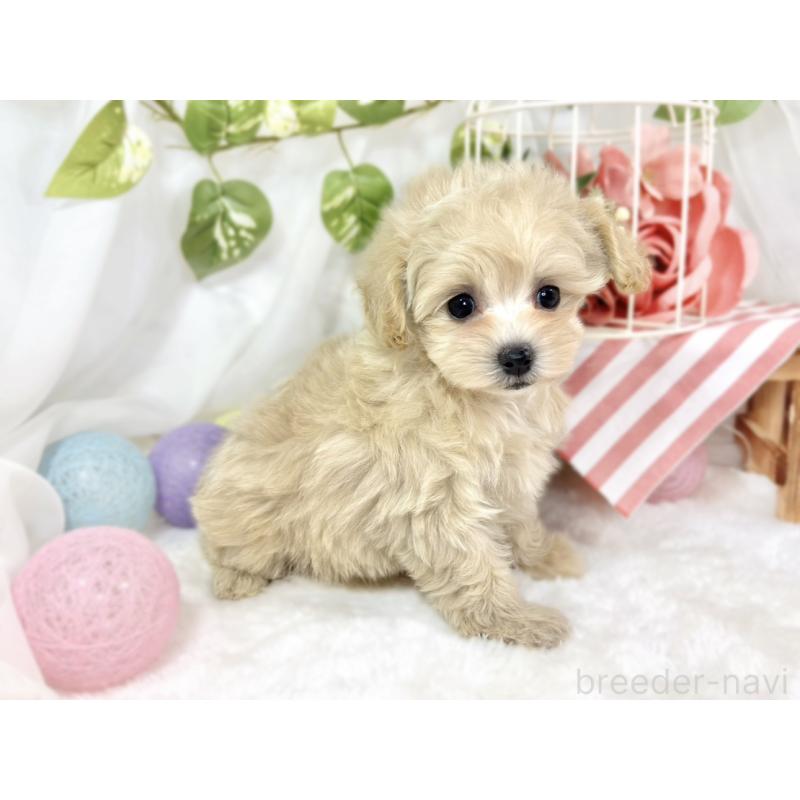 成約済の滋賀県のマルプー:マルチーズ×トイプードル-424730の3枚目