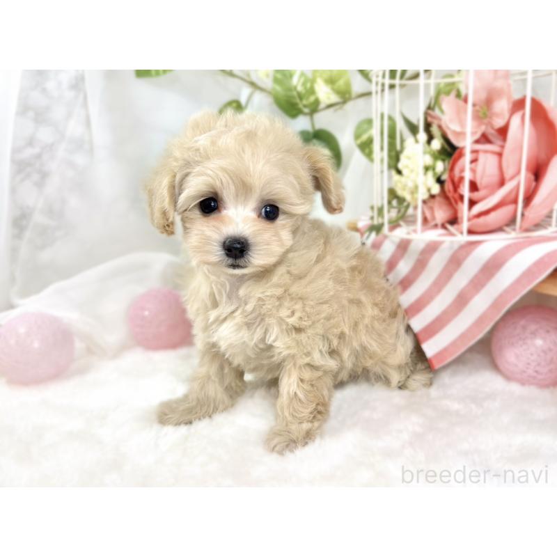 成約済の滋賀県のマルプー:マルチーズ×トイプードル-424730の2枚目