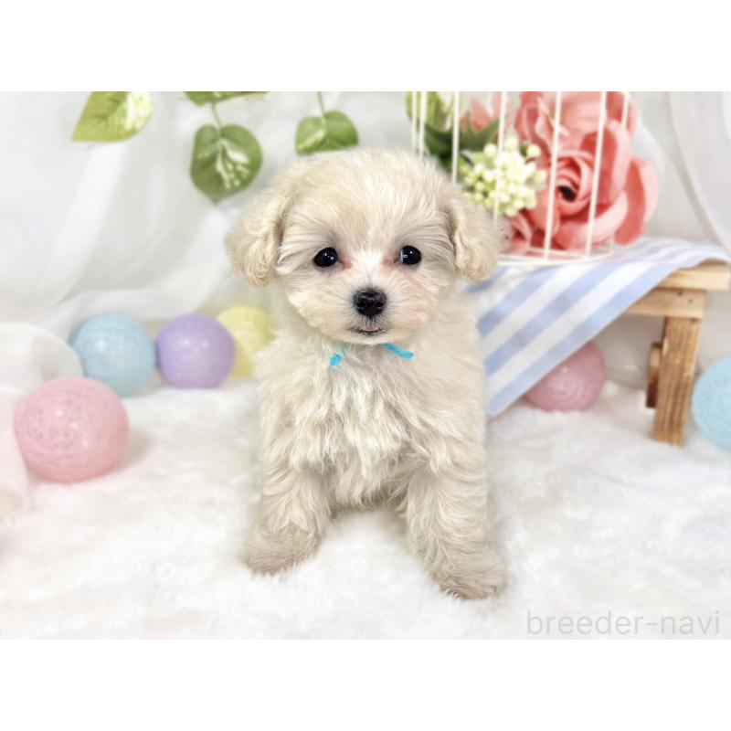 成約済の滋賀県のマルプー:マルチーズ×トイプードル-424732の4枚目