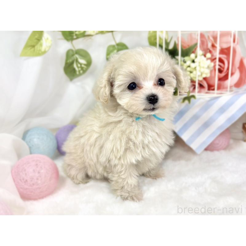 成約済の滋賀県のマルプー:マルチーズ×トイプードル-424732の3枚目