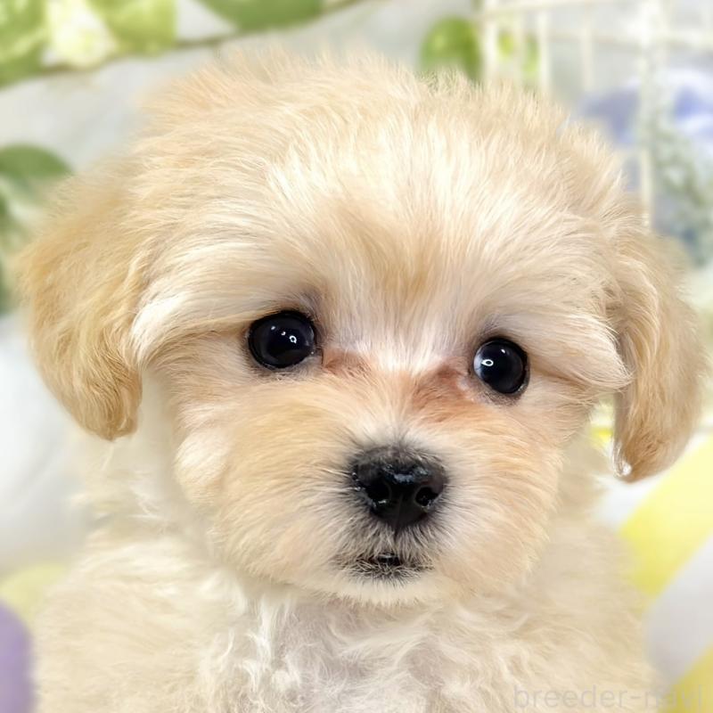 成約済の滋賀県のマルプー:マルチーズ×トイプードル-424734の1枚目