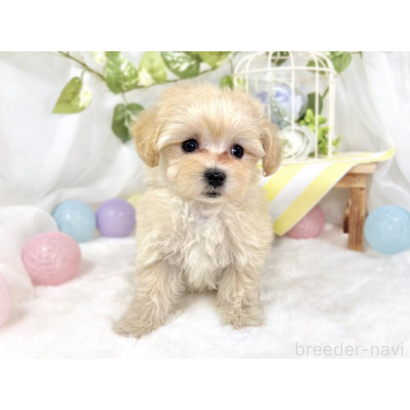 成約済の滋賀県のマルプー:マルチーズ×トイプードル-424734の4枚目