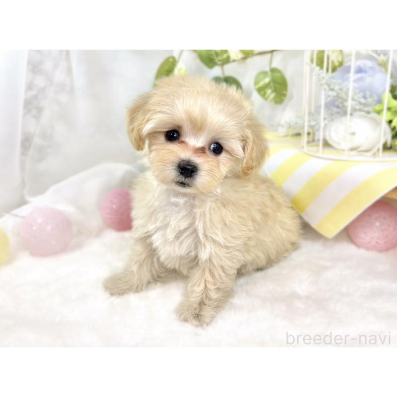 成約済の滋賀県のマルプー:マルチーズ×トイプードル-424734の3枚目