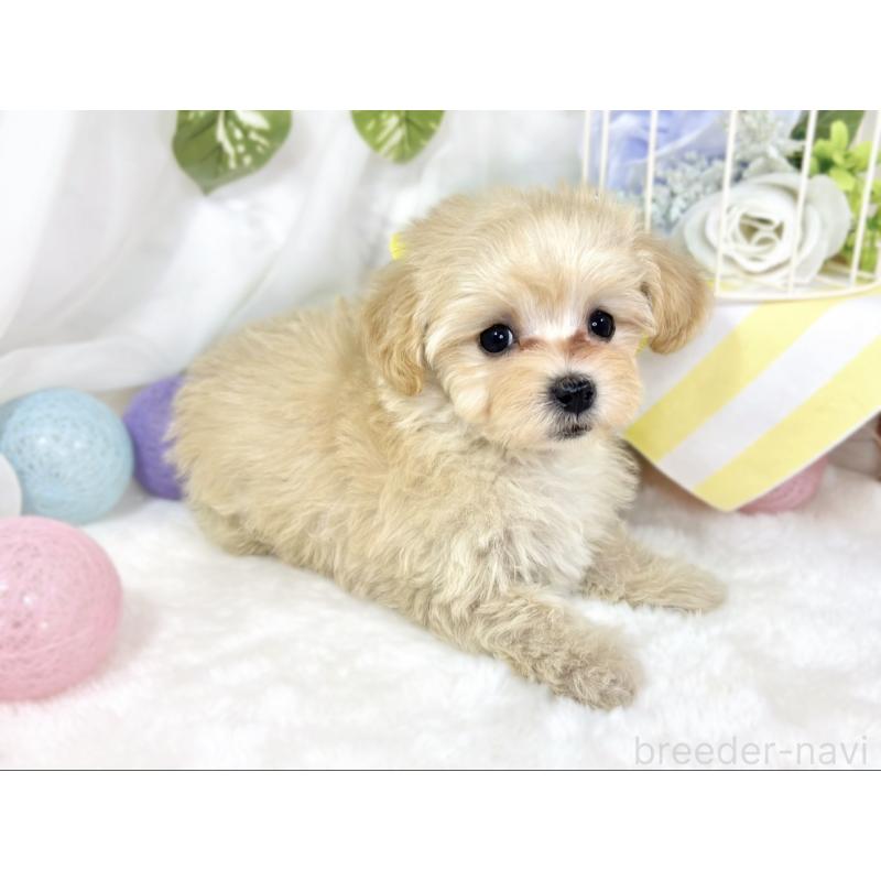 成約済の滋賀県のマルプー:マルチーズ×トイプードル-424734の2枚目